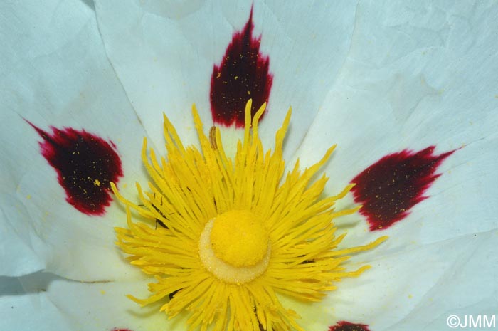 Cistus ladanifer