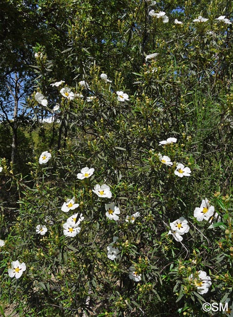 Cistus ladanifer