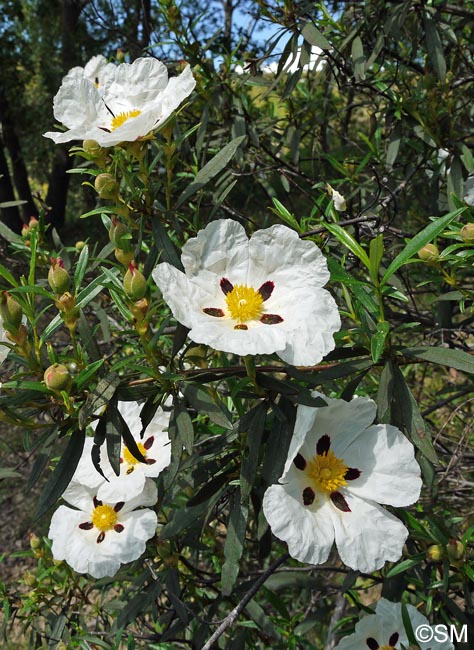 Cistus ladanifer