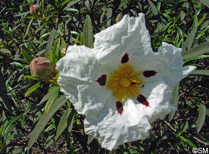 Cistus ladanifer