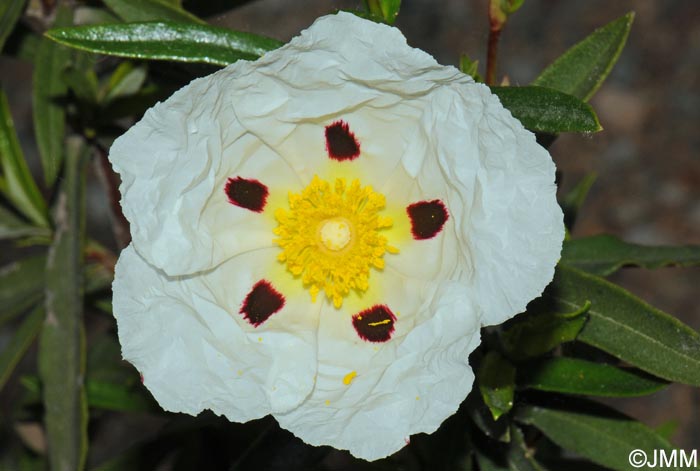 Cistus ladanifer