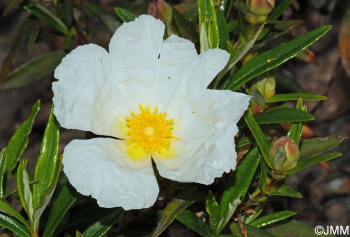 Cistus ladanifer