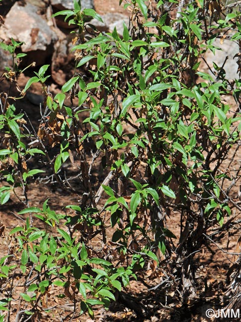 Cistus laurifolius = Cistus laurifolius subsp. laurifolius