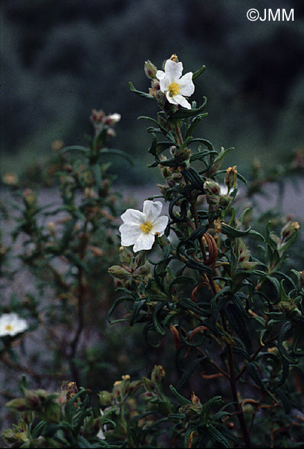 Cistus monspeliensis