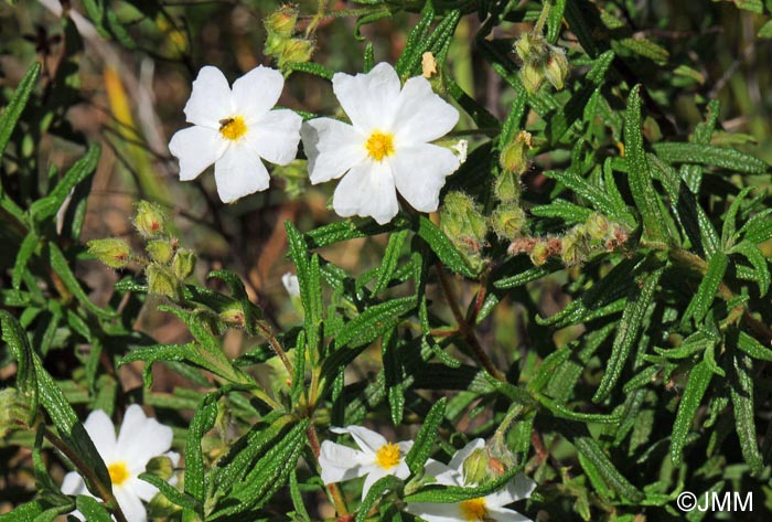 Cistus monspeliensis