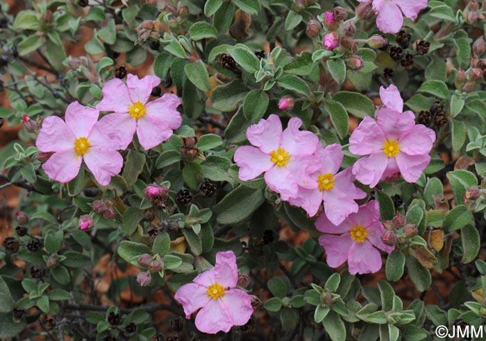 Cistus parviflorus