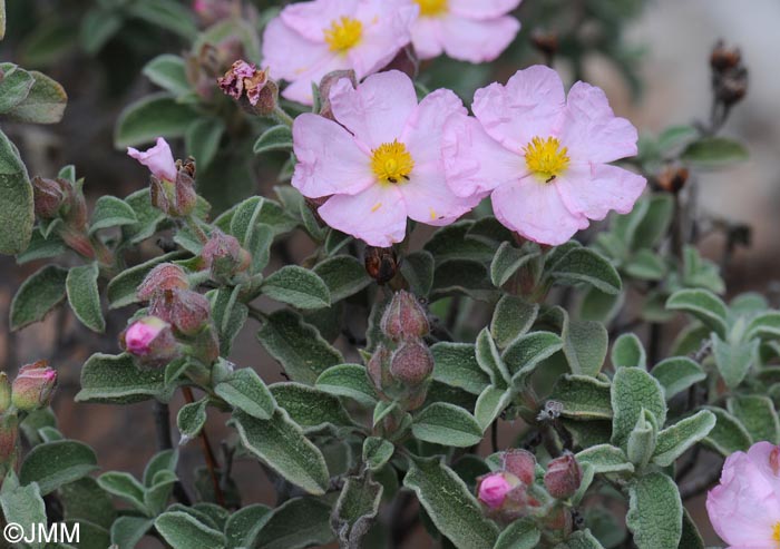 Cistus parviflorus