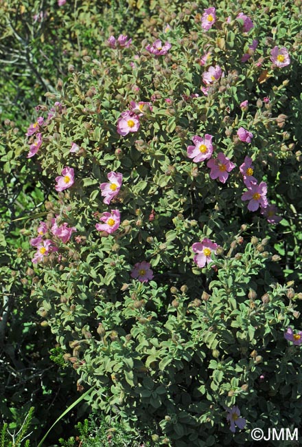 Cistus parviflorus