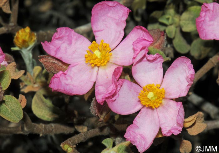 Cistus parviflorus