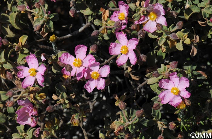 Cistus parviflorus