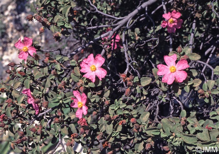 Cistus parviflorus