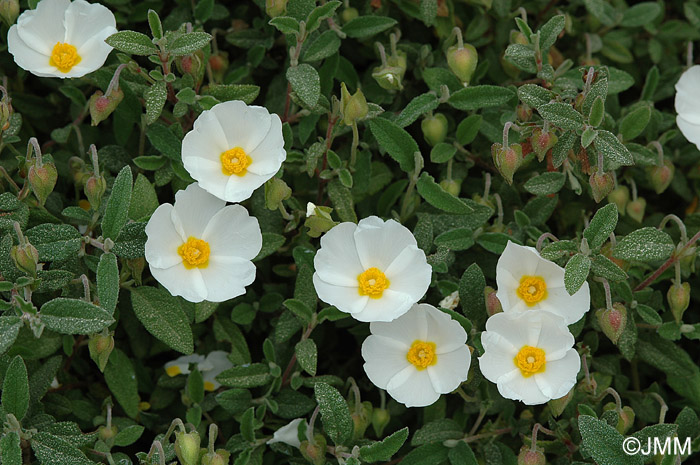 Cistus salviifolius