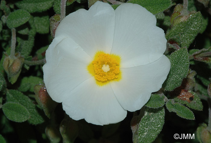 Cistus salviifolius