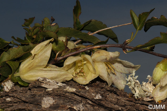 Clematis cirrhosa var. balearica