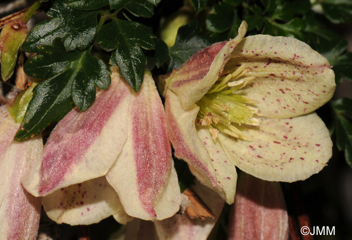 Clematis cirrhosa var. balearica