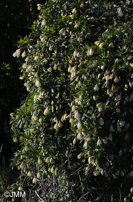 Clematis cirrhosa var. balearica