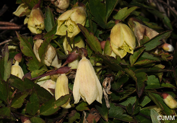 Clematis cirrhosa var. balearica