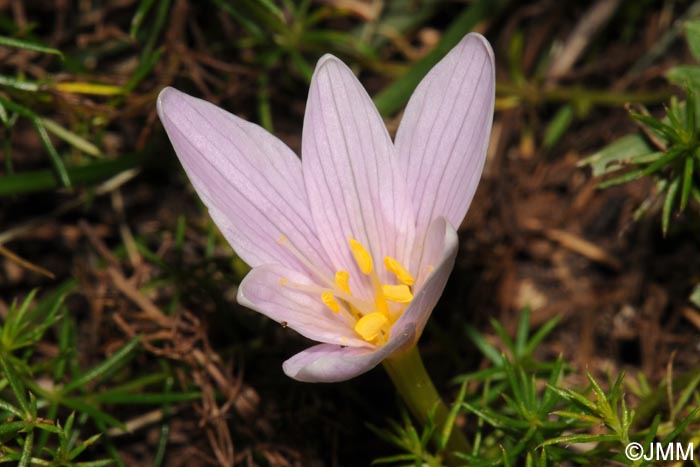 Colchicum alpinum