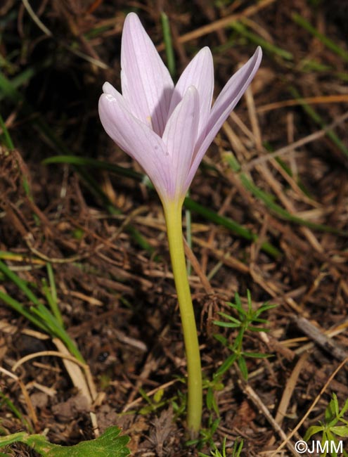 Colchicum alpinum