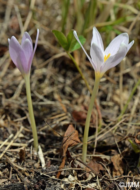 Colchicum alpinum