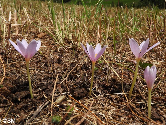 Colchicum alpinum