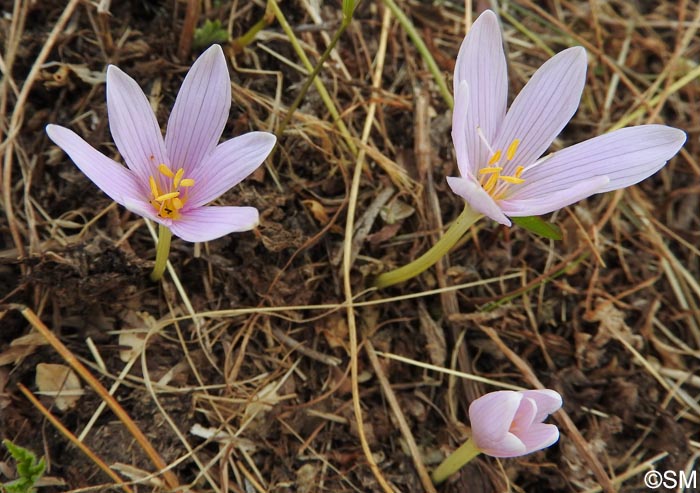 Colchicum alpinum