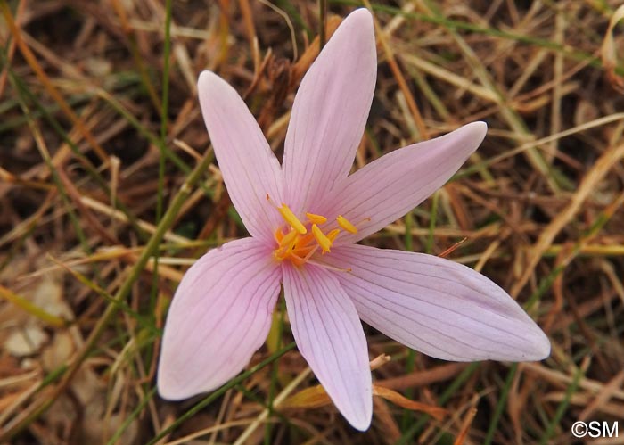 Colchicum alpinum