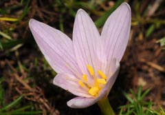 Colchicum alpinum