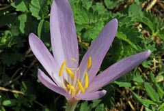 Colchicum autumnale