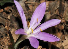 Colchicum bulbocodium