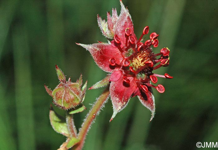 Comarum palustre = Potentilla palustris