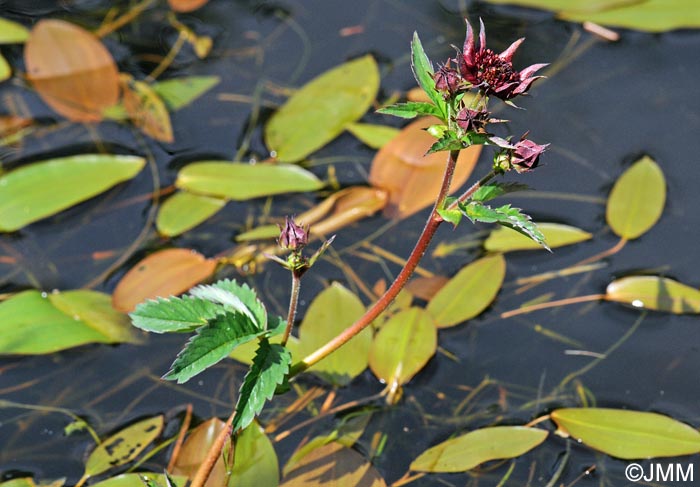 Comarum palustre = Potentilla palustris