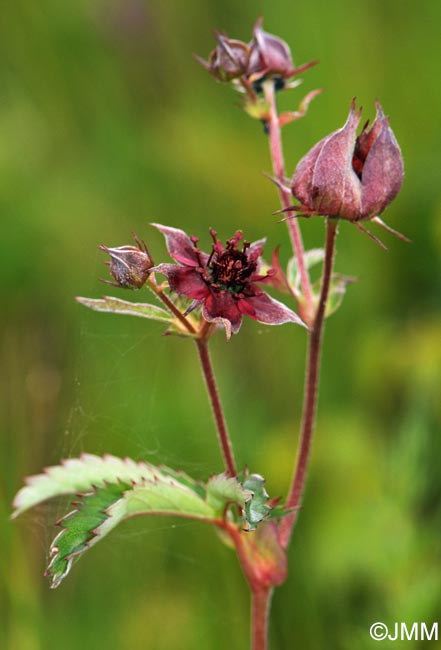 Comarum palustre = Potentilla palustris