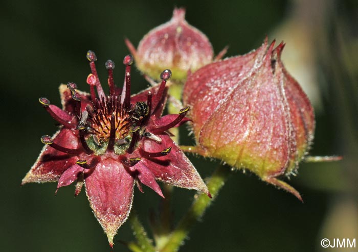 Comarum palustre = Potentilla palustris