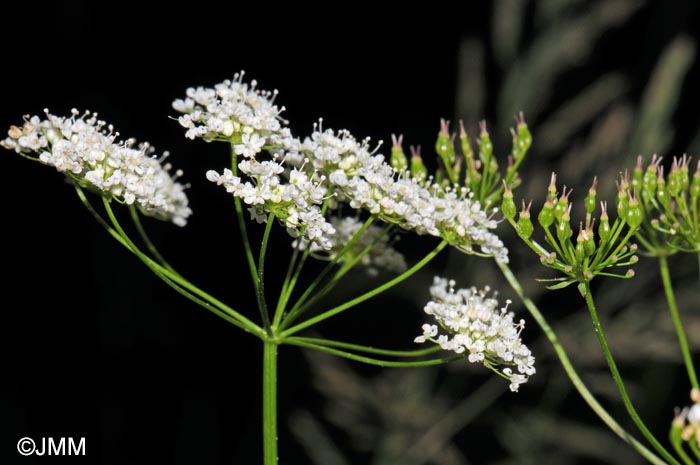 Conopodium majus