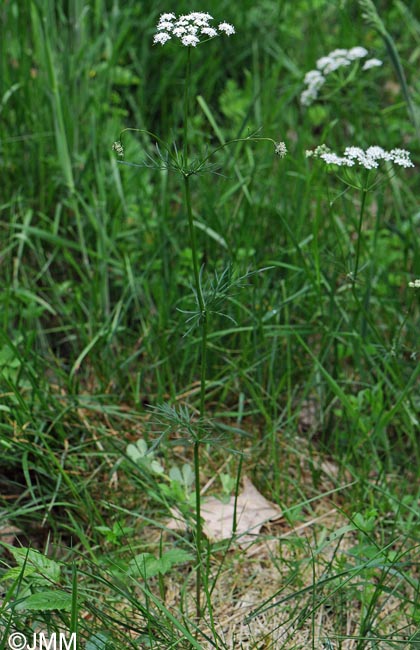 Conopodium majus
