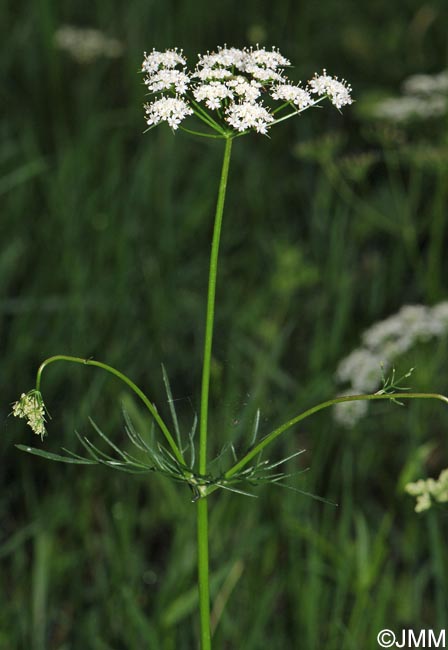 Conopodium majus