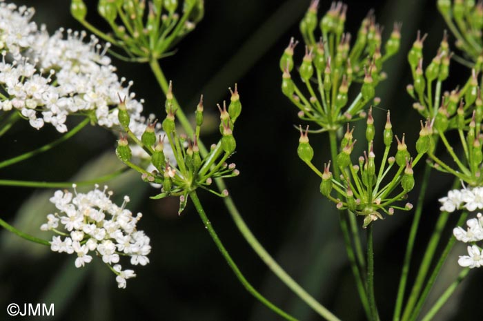 Conopodium majus