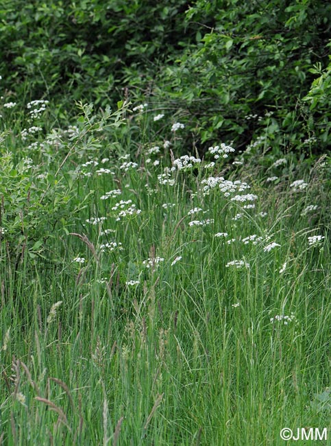 Conopodium majus