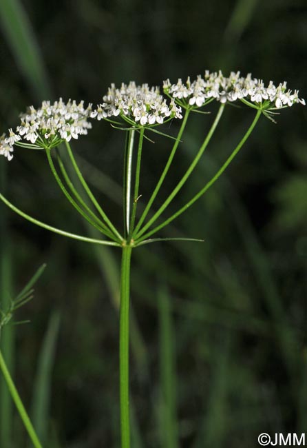 Conopodium majus