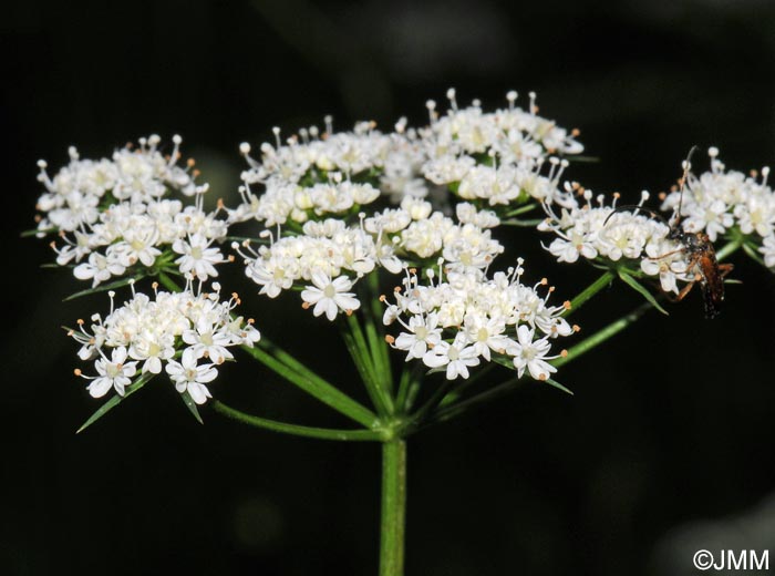 Conopodium majus