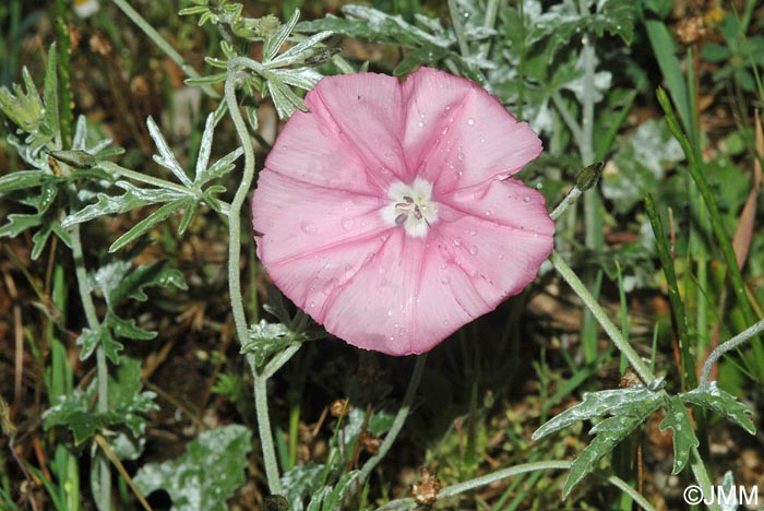 Convolvulus althaeoides