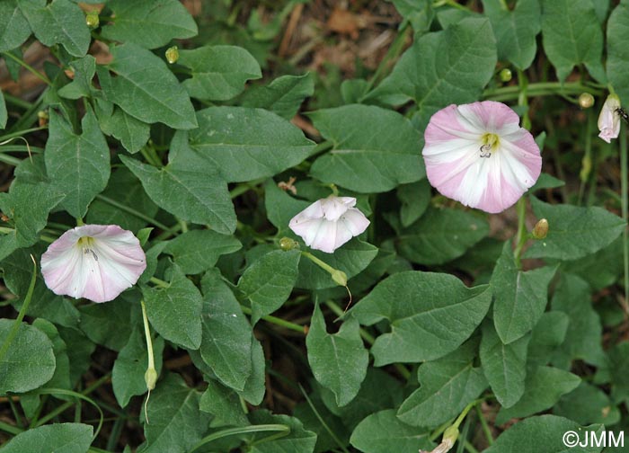 Convolvulus arvensis