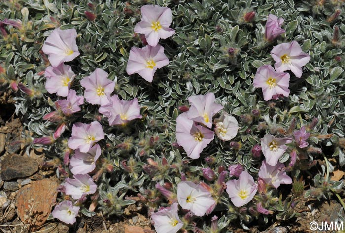 Convolvulus boissieri