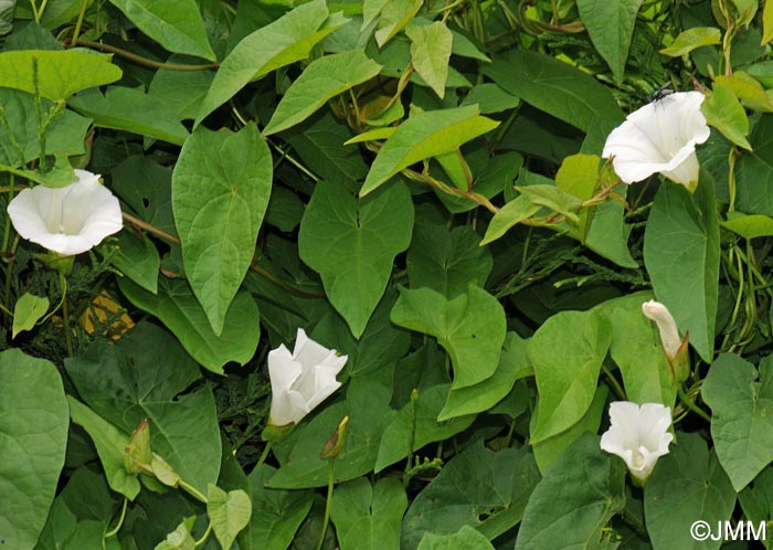 Convolvulus sepium = Calystegia sepium