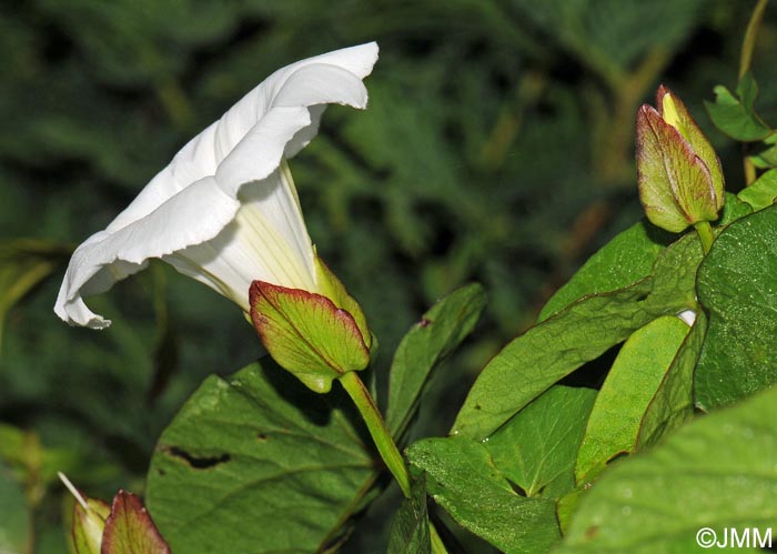 Convolvulus sepium = Calystegia sepium