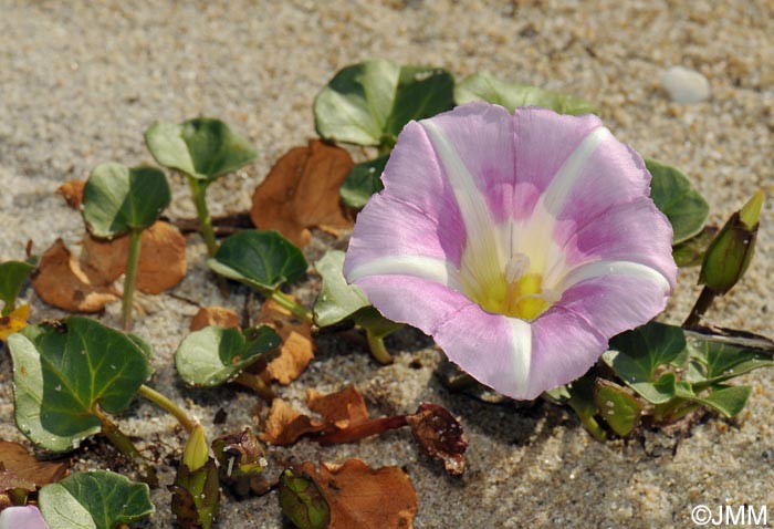 Convolvulus soldanella = Calystegia soldanella