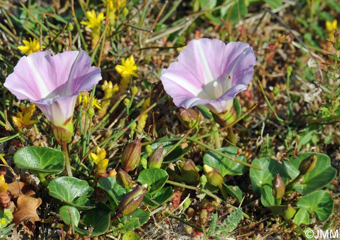 Convolvulus soldanella = Calystegia soldanella