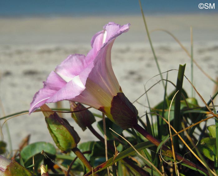 Convolvulus soldanella = Calystegia soldanella