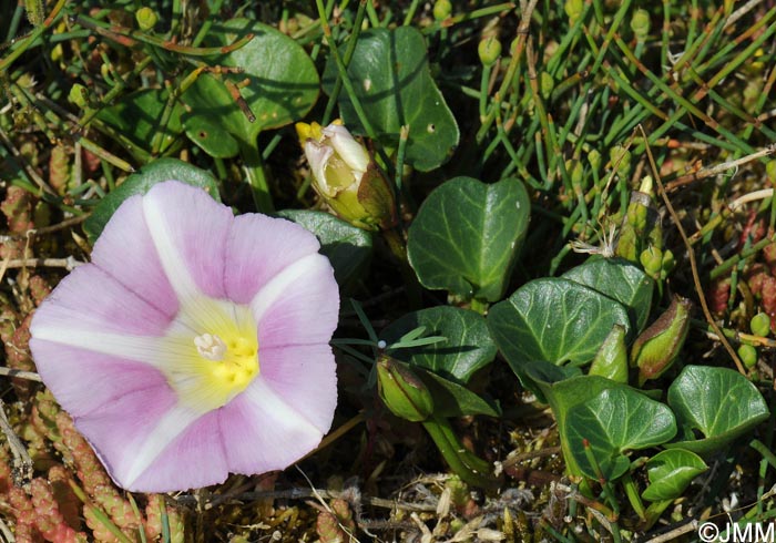 Convolvulus soldanella = Calystegia soldanella